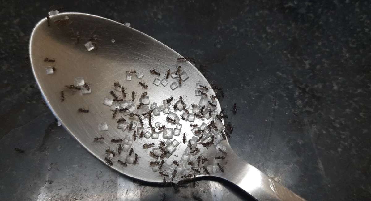 Ants eating sugar on a spoon