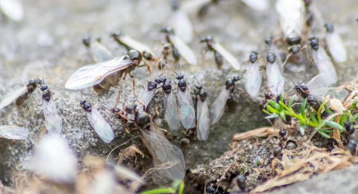 Flying ants on a rock
