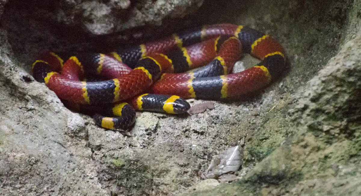 The venomous coral snake found in South Carolina