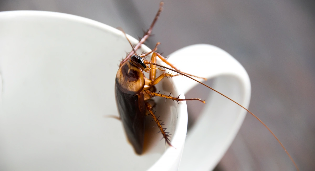 A cockroach crawling up a white mug