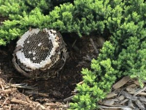 yellowjacket nest