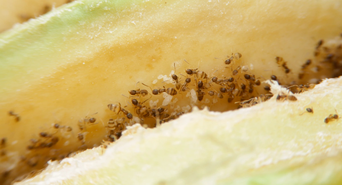 Odorous house ants feeding on an avocado