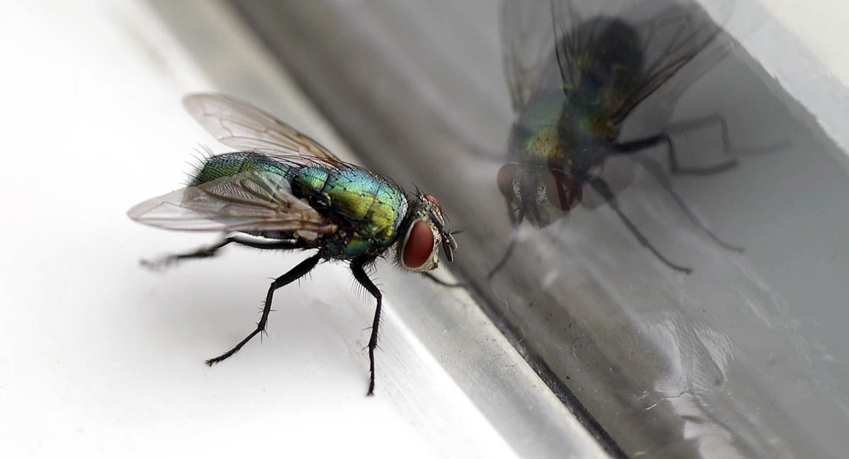 Fly