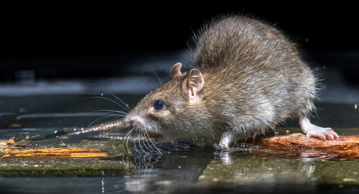 close up of brown rat on water and sunken leaves
