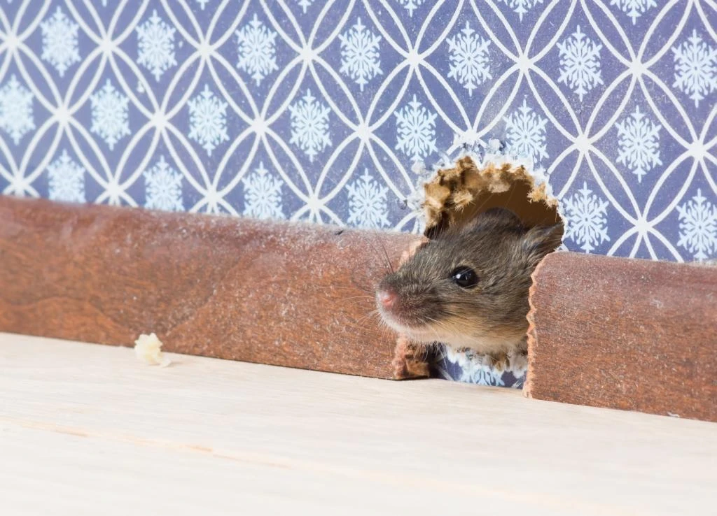 mouse poking head out of hole of wall with blue designed wallpaper