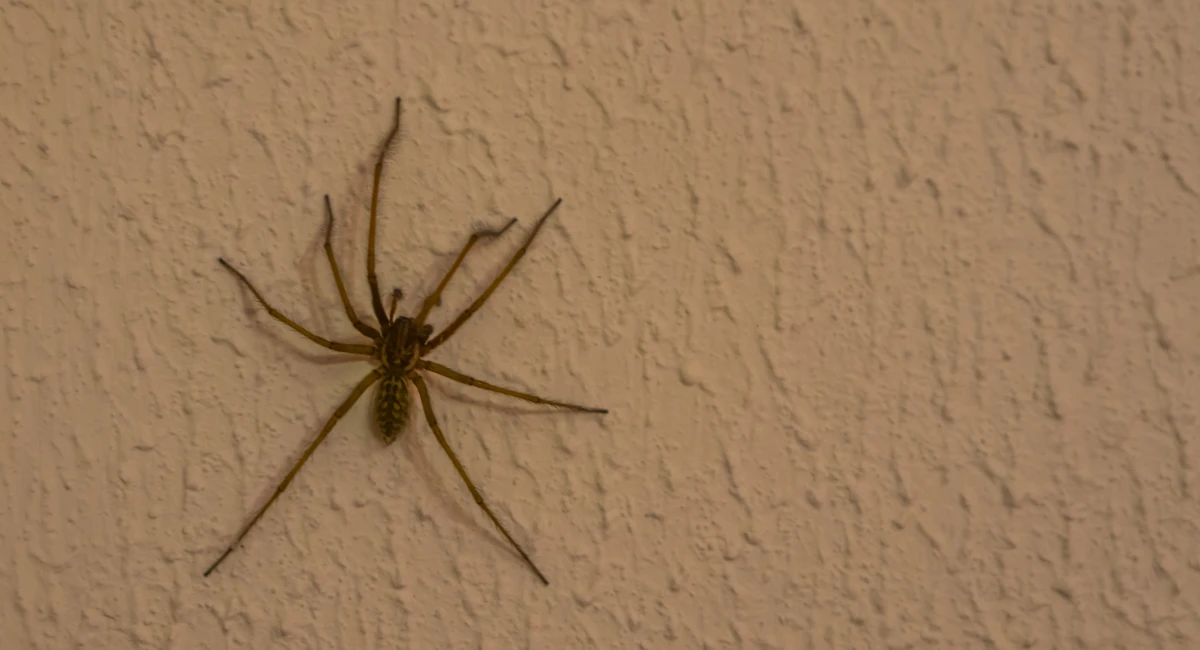 A close-up of a common house spider