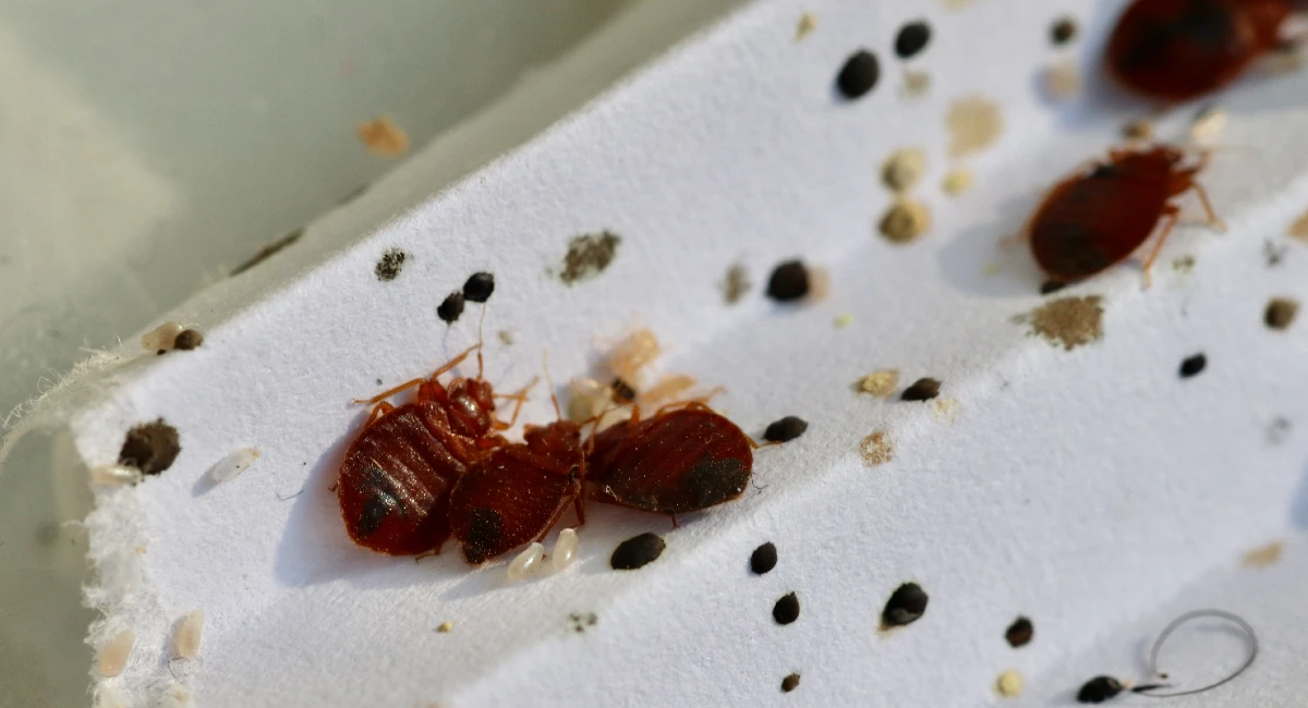 multiple bed bugs on moldy wooden plank of wood painted white