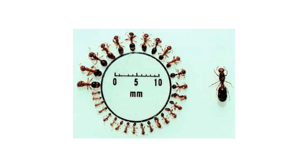 ant