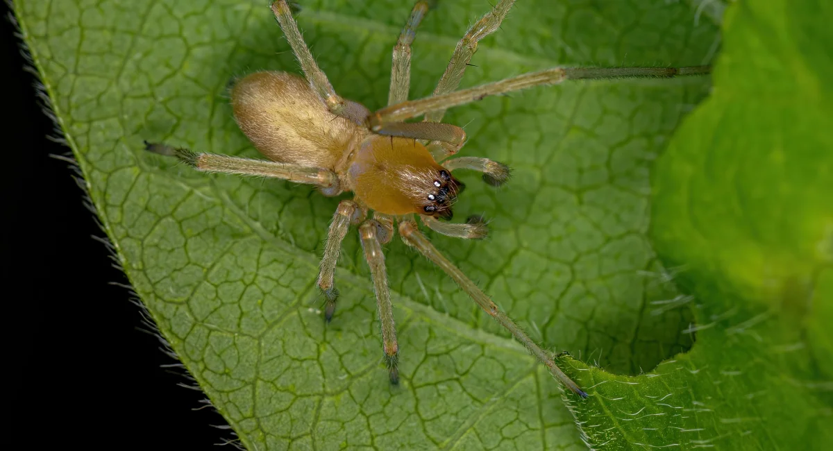 Longlegged sac spider on leaf in front of black background