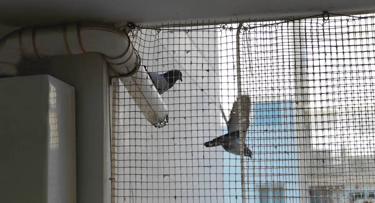 Birds perched on exterior pest exclusion netting installed around a building ventilation or utility opening.