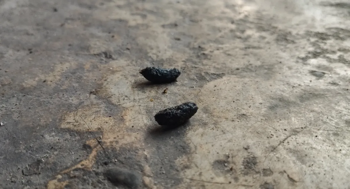 Rat droppings