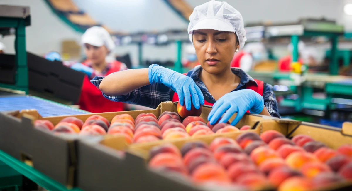 Sorting peaches on a fruit packing line