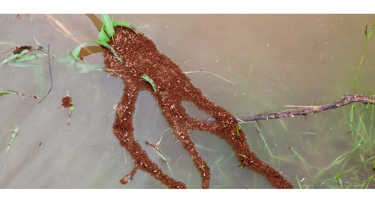 ants floating in water