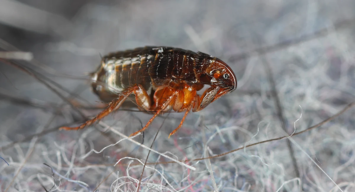 Close up image showing a flea