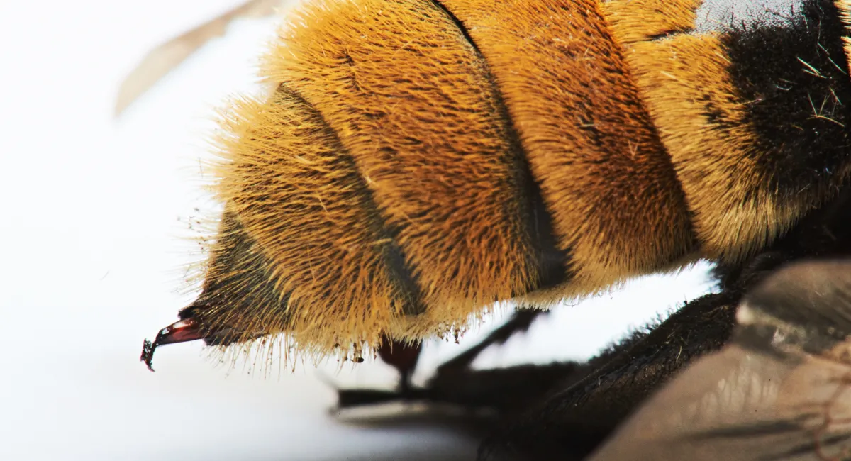 A close up of a bee’s stinger