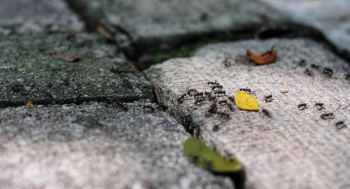 Pavement ants trailing along a cobbled street