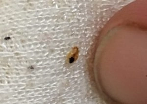 Bed bug nymph (looks like smudge) on mattress 