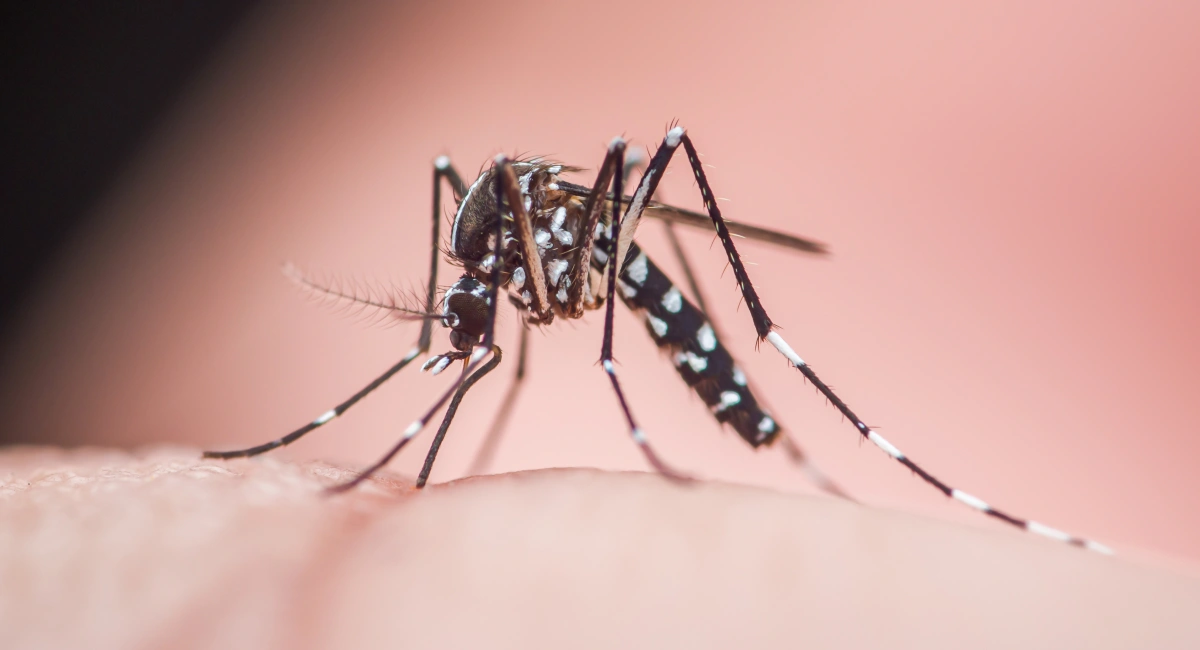 An Asian tiger mosquito biting human skin