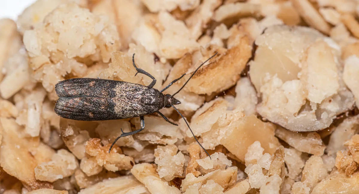 Moth on oatmeal