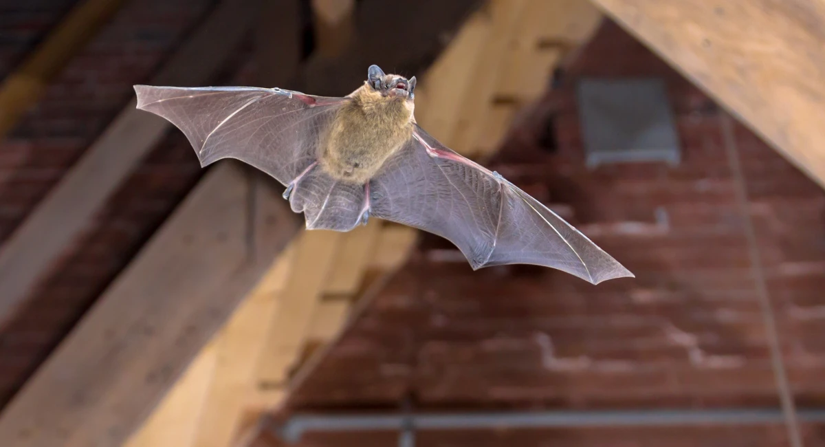 bat flying in front of building