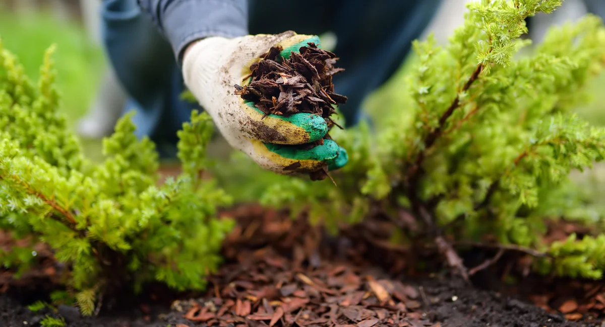 Garden mulch harbors ant colonies