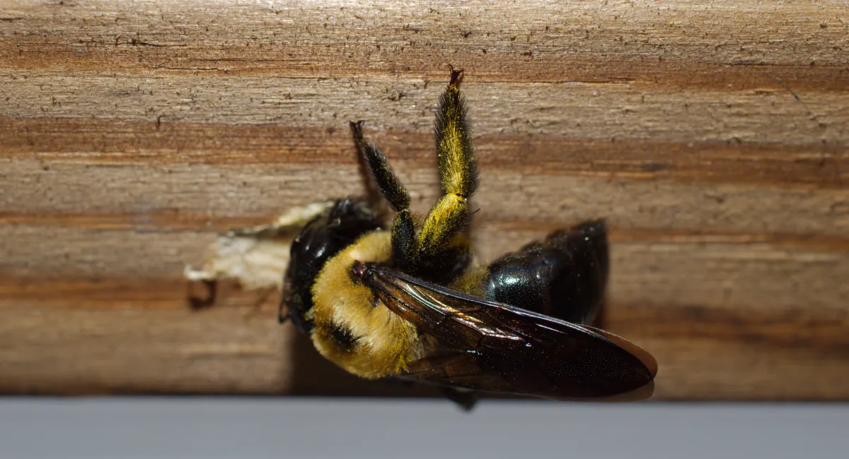 A carpenter bee drilling a hole in wood