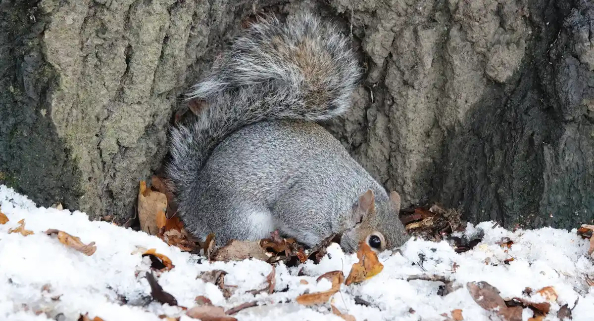 grey squirrel digging hole near tree in the snow