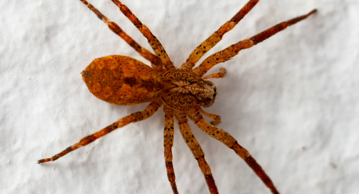 The distinctive markings of a brown recluse spider