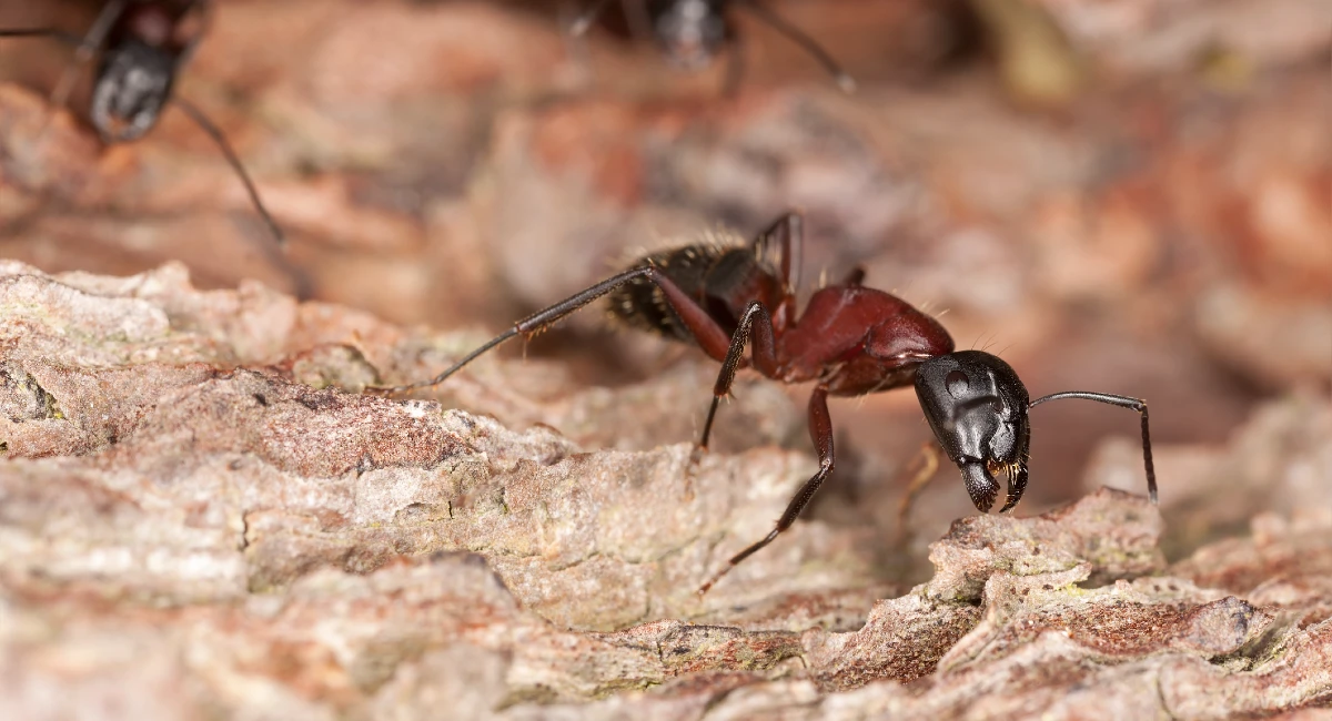 Carpenter ant