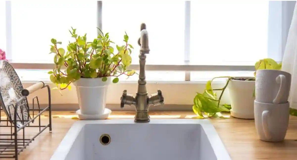 clean kitchen sink with potted plants 