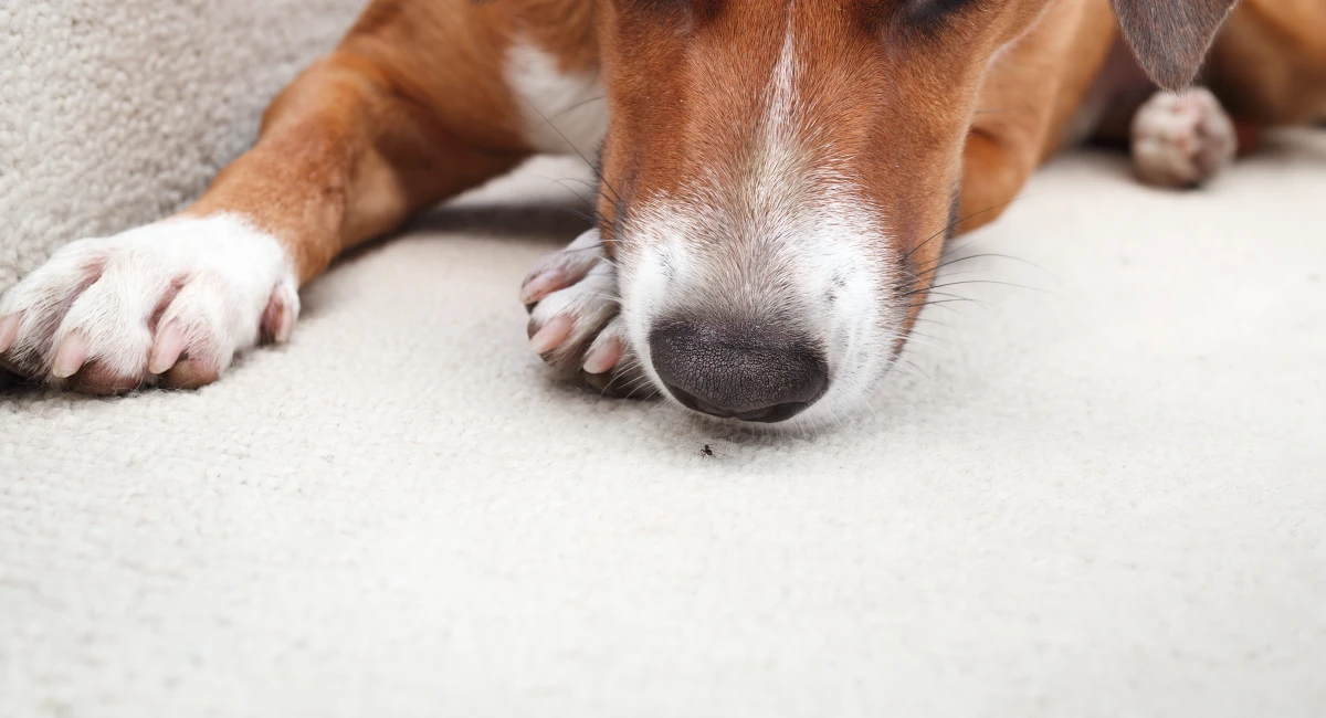 curious-dog-with-ant-inside-home