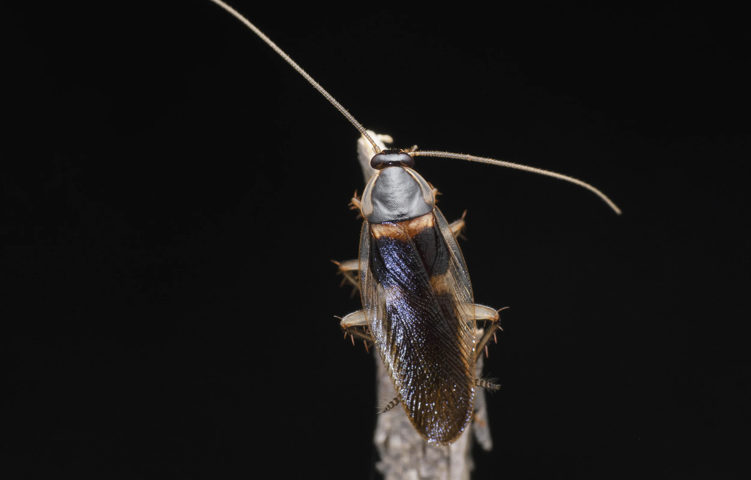 American cockroach on white wall