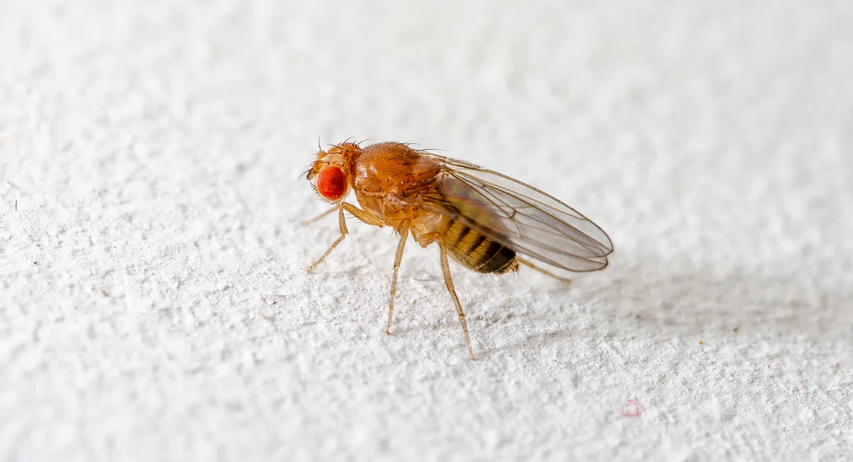 Close up of a fruit fly