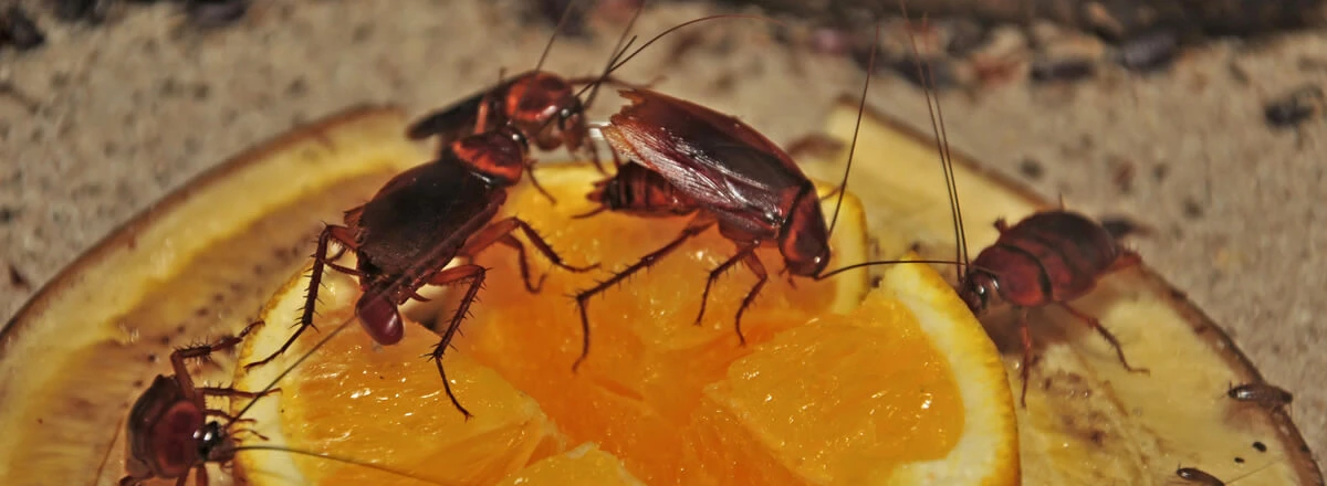 cockroaches