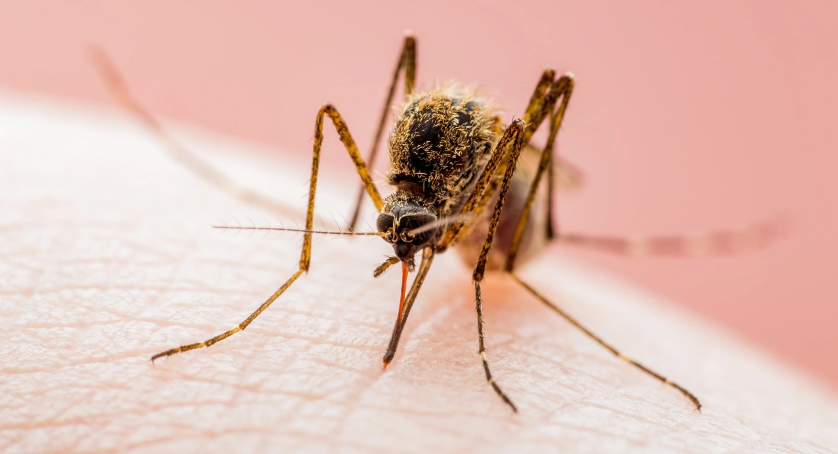 A mosquito biting human skin