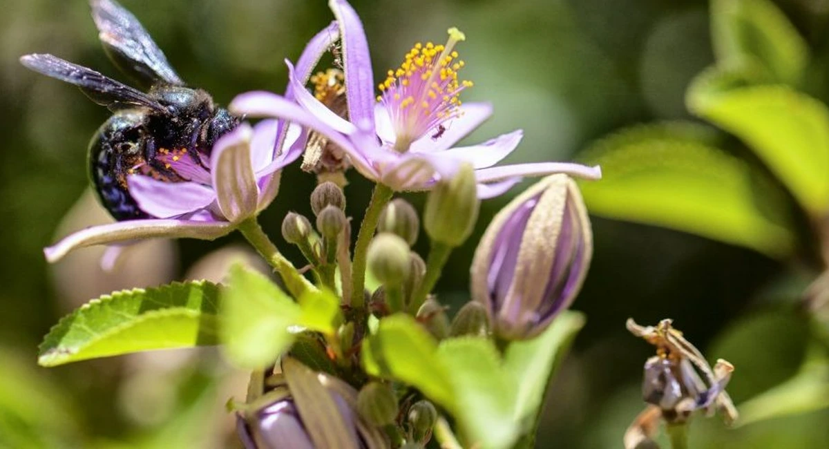 Carpenter bee pollinating flower