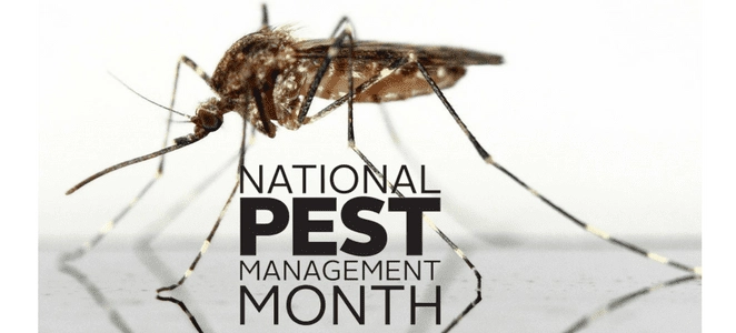 national pest management month banner featuring a mosquito