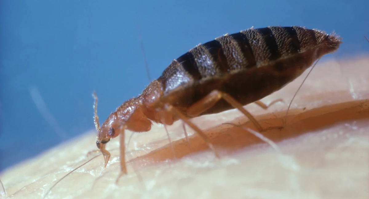 Close up image showing a bed bug