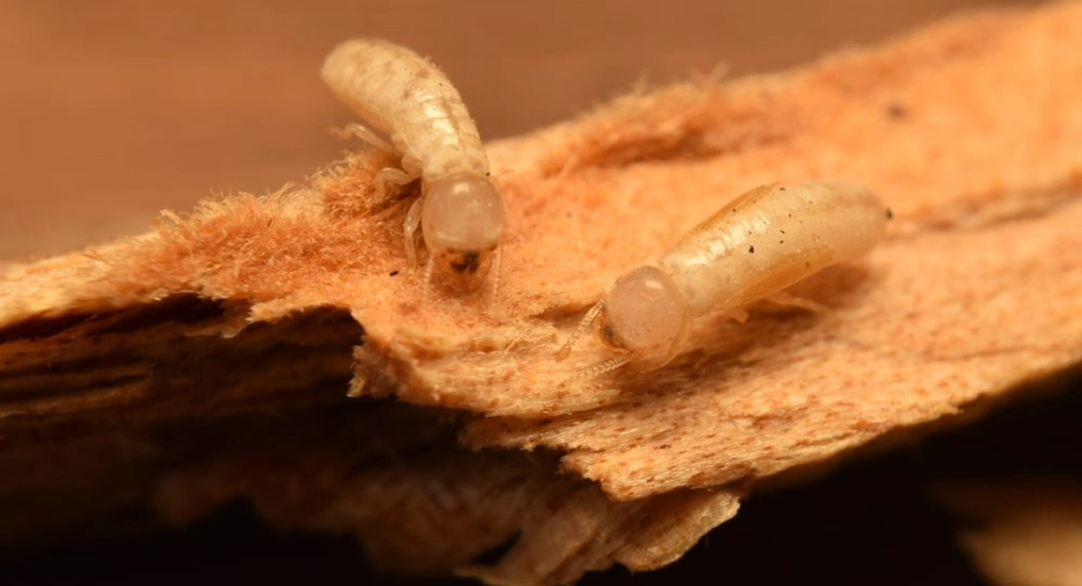 Drywood termite