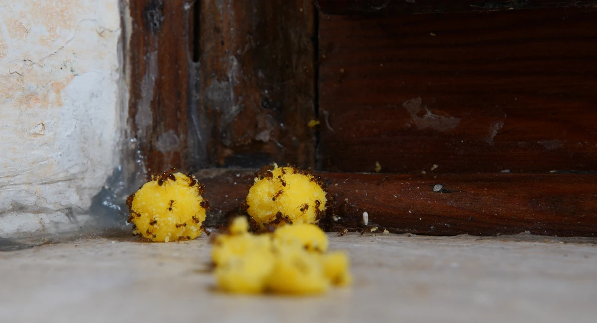 An ant bait placed near a door