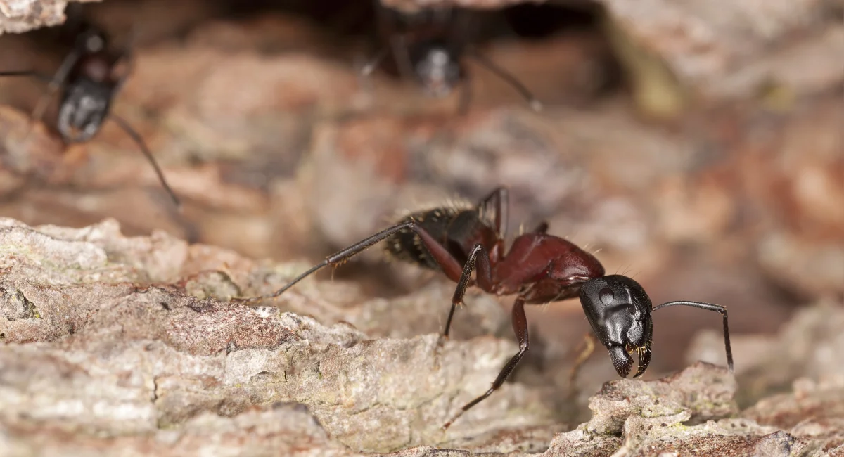 Close up of a carpenter ant 