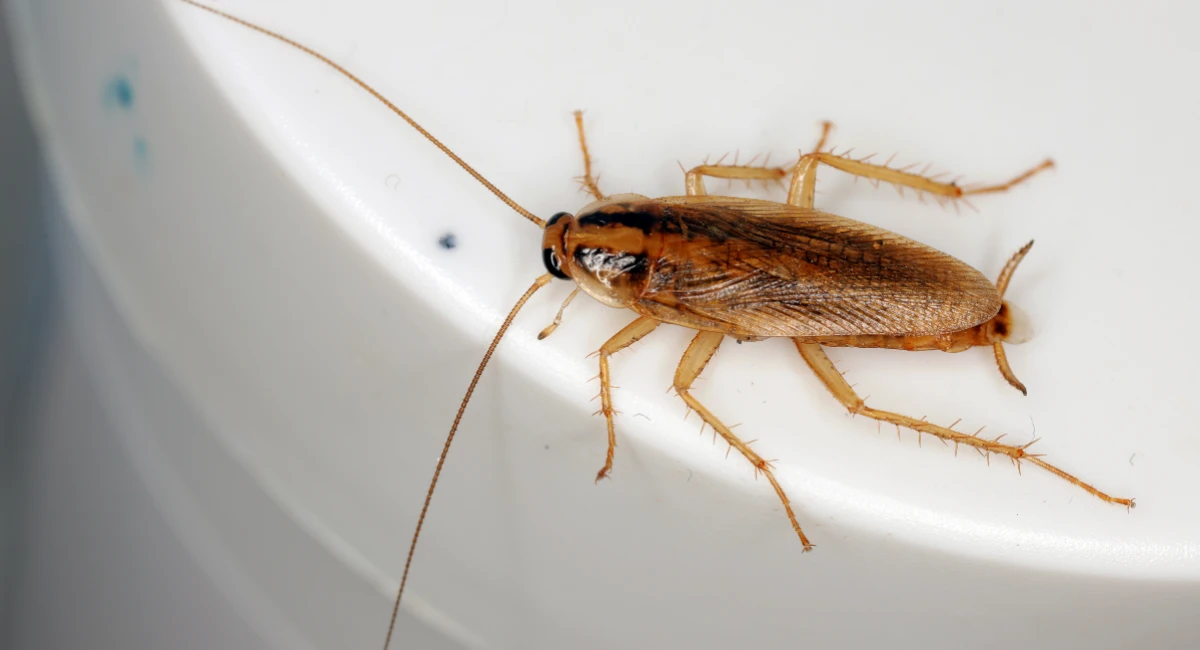 German cockroach