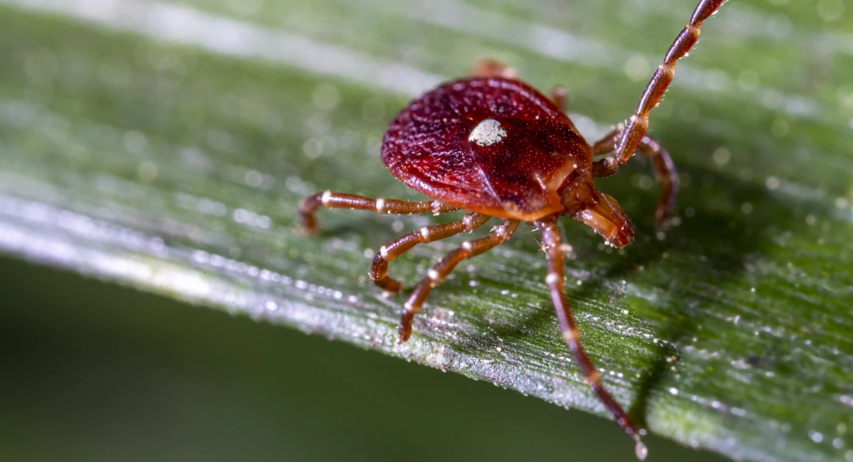 A lone star tick waiting for a host