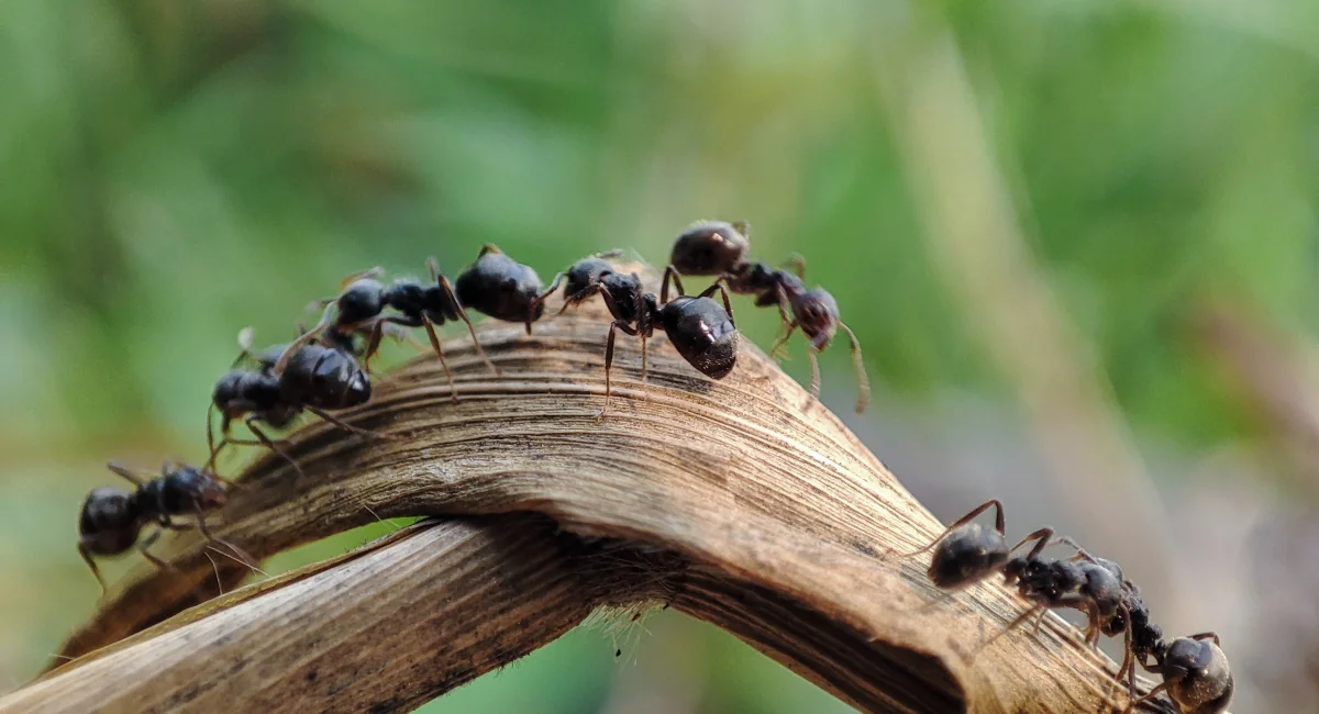Black ants on a leaf