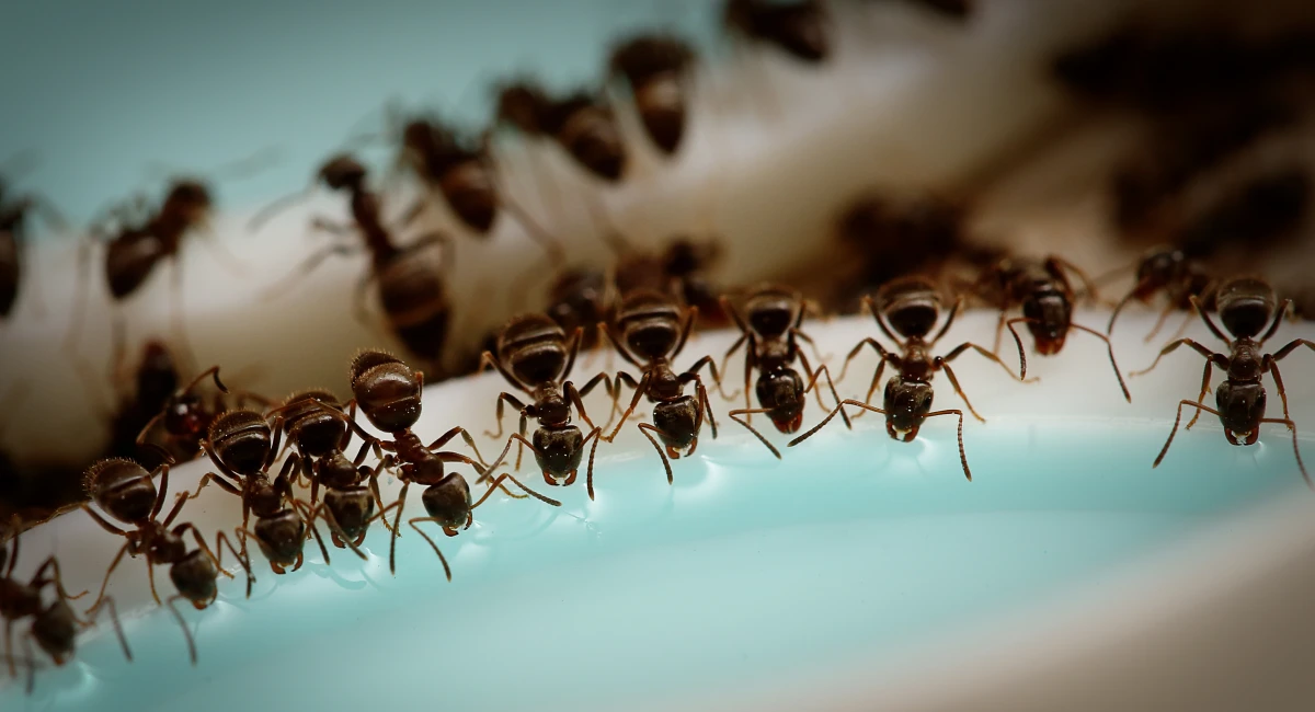 Ants drink water