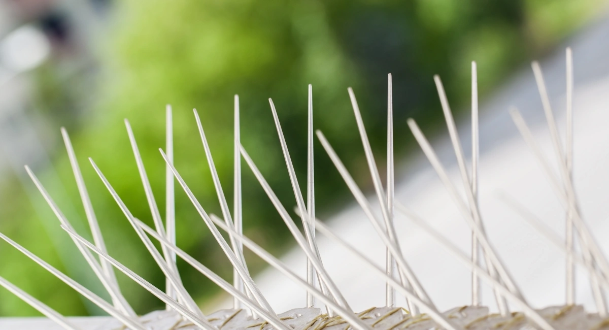 Spikes to keep birds off windows and roof ledges