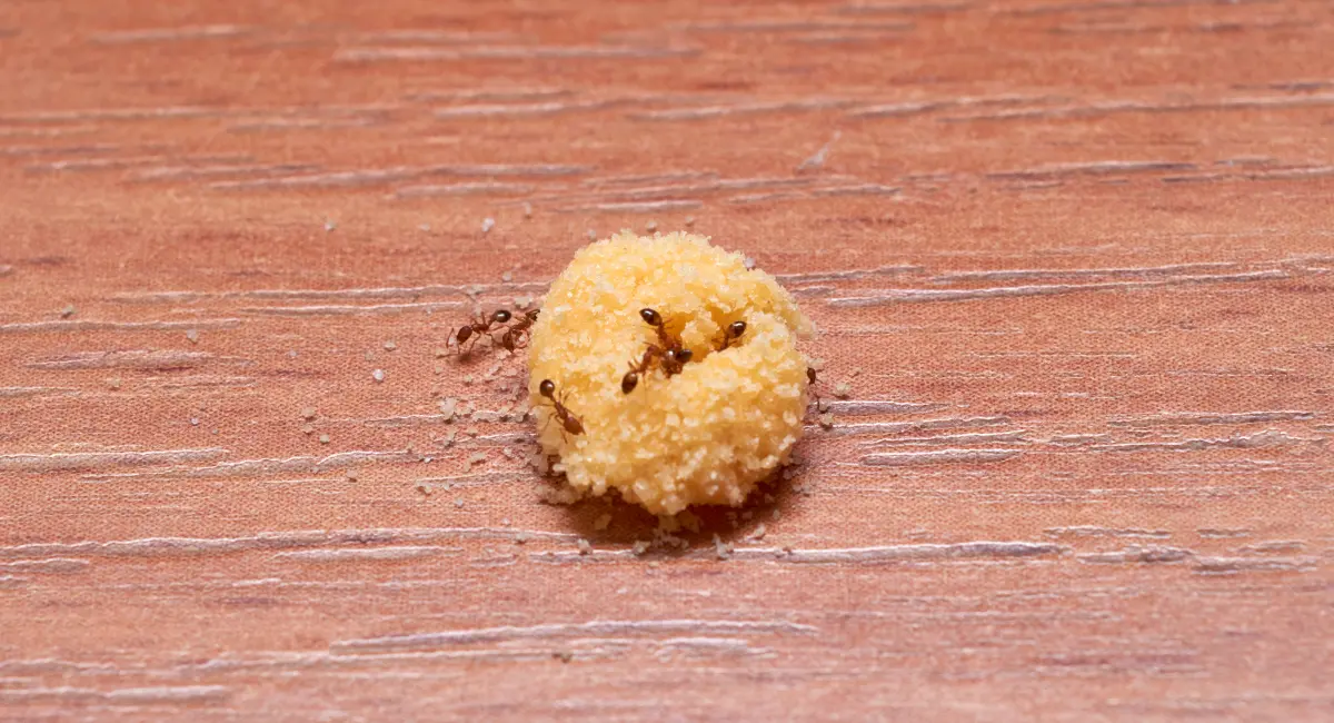A boric acid and egg yolk bait for ants