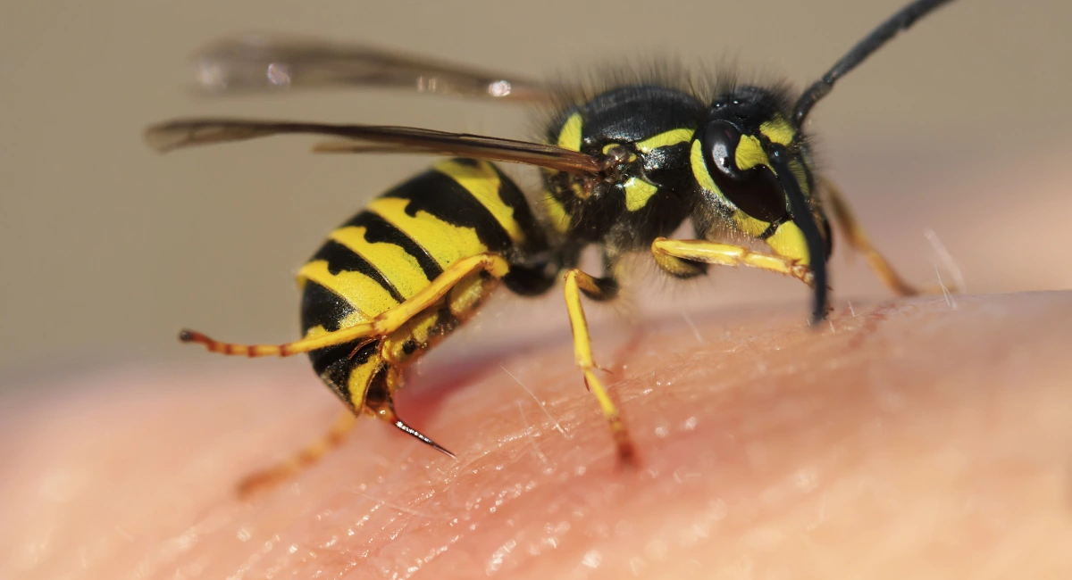 A wasp with a stinger